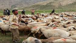 خراسان‌شمالی پیشگام تولید ترکیب ژنتیکی گوسفند شیری-گوشتی در کشور 